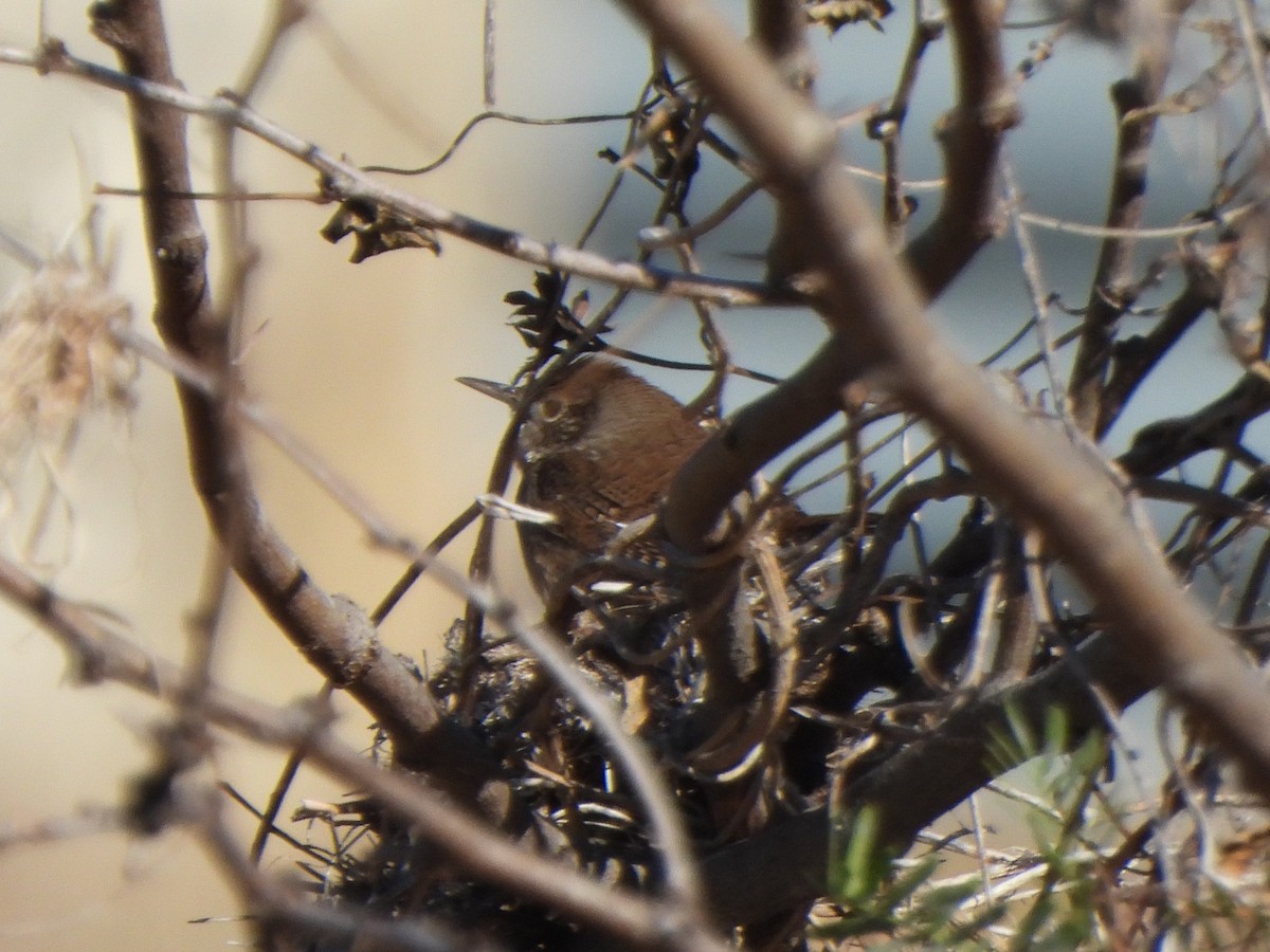 Northern House Wren - ML647860677
