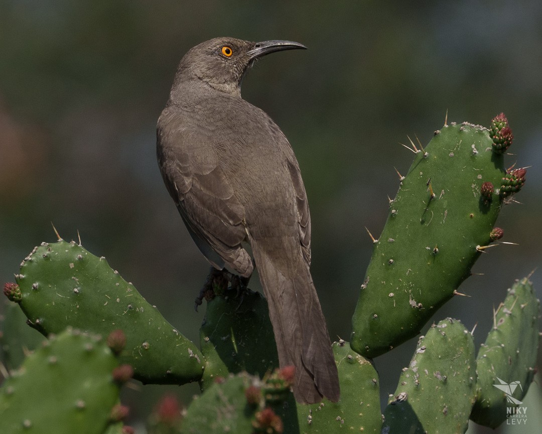 Curve-billed Thrasher - ML647860678