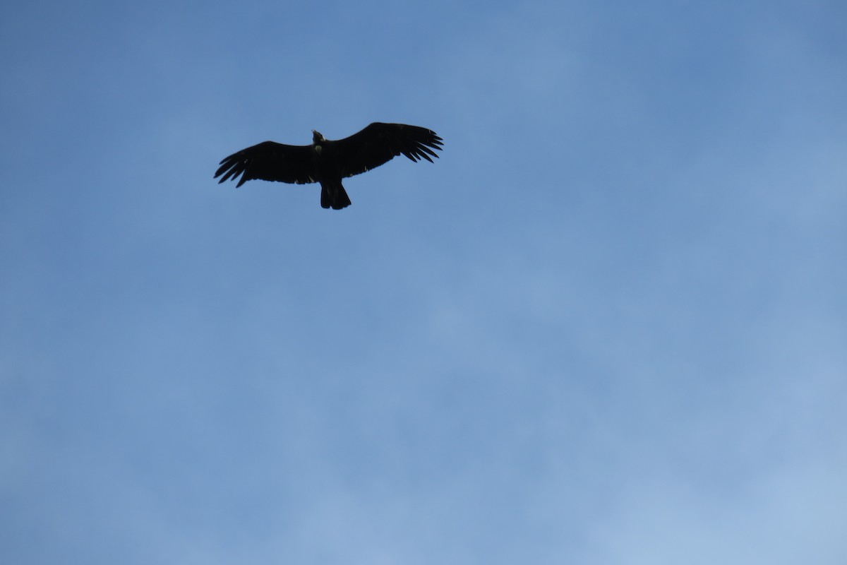 Andean Condor - ML647860679