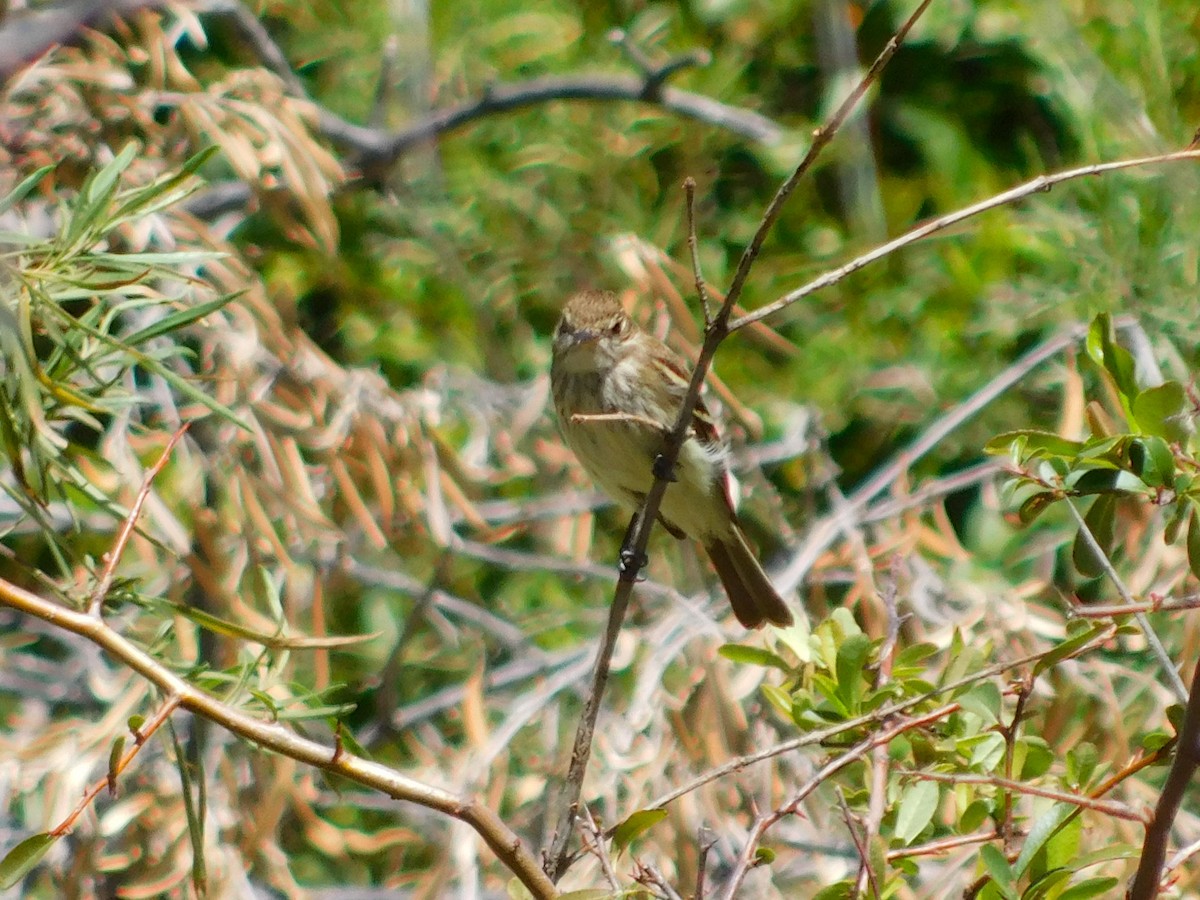 Bran-colored Flycatcher - ML647860682