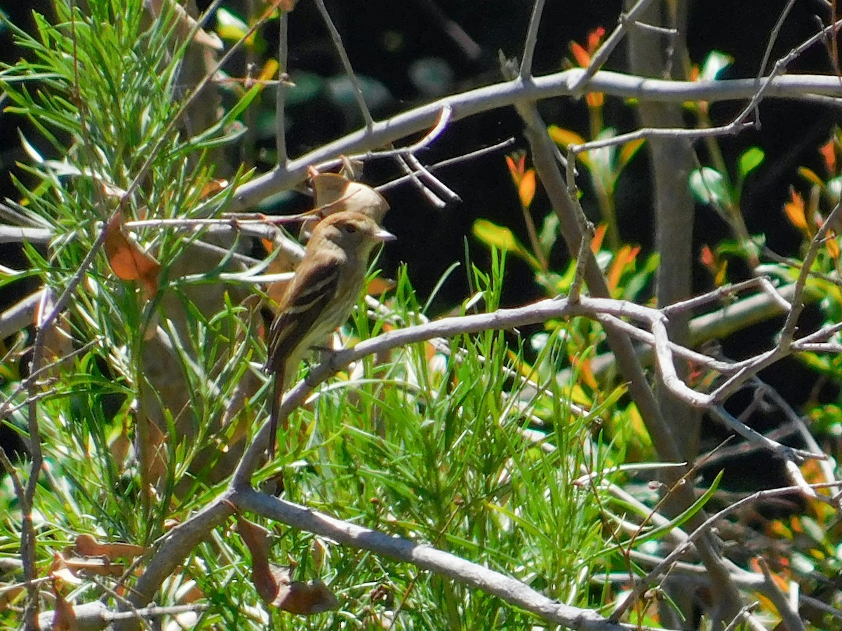 Bran-colored Flycatcher - ML647860683