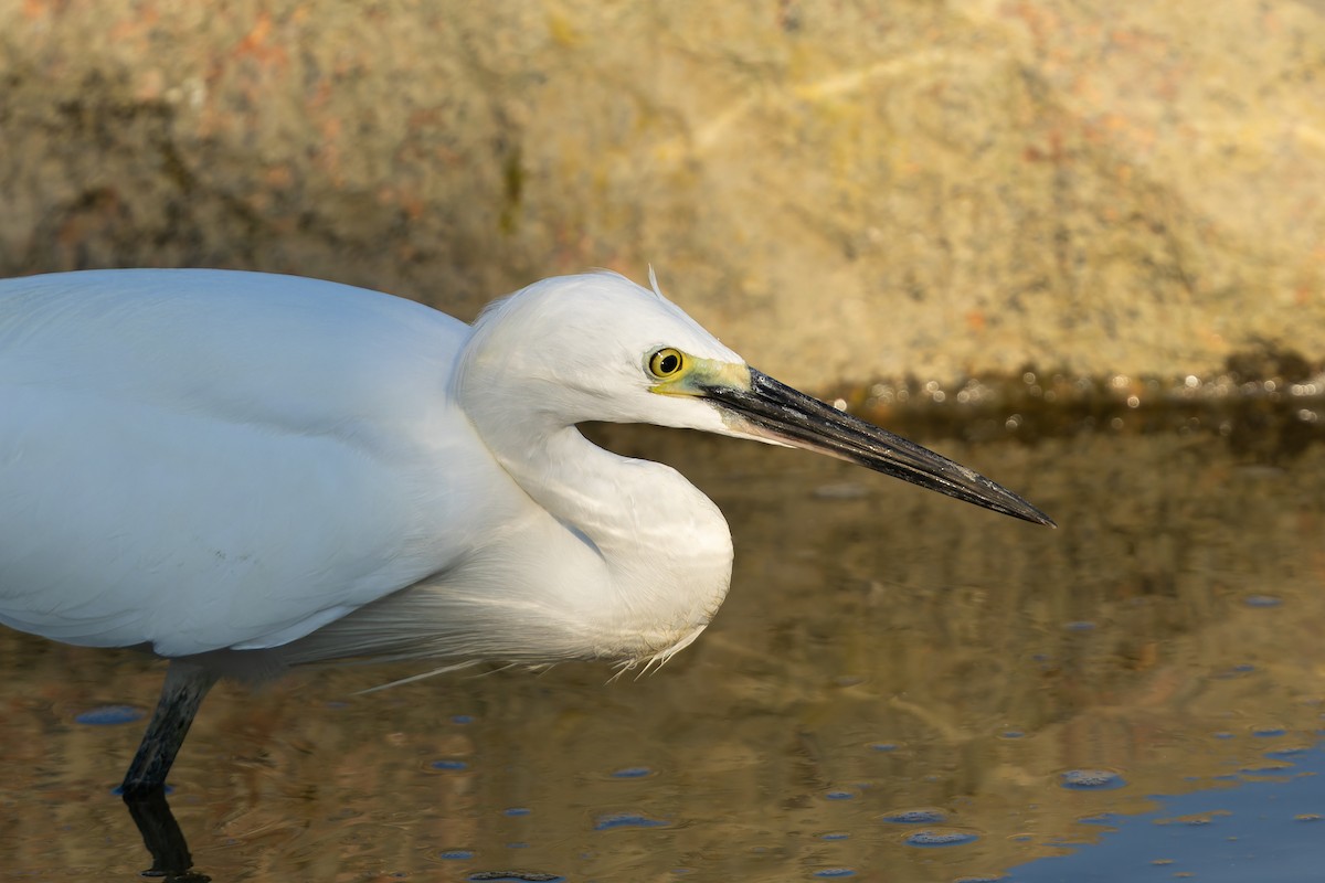 Little Egret - ML647860684