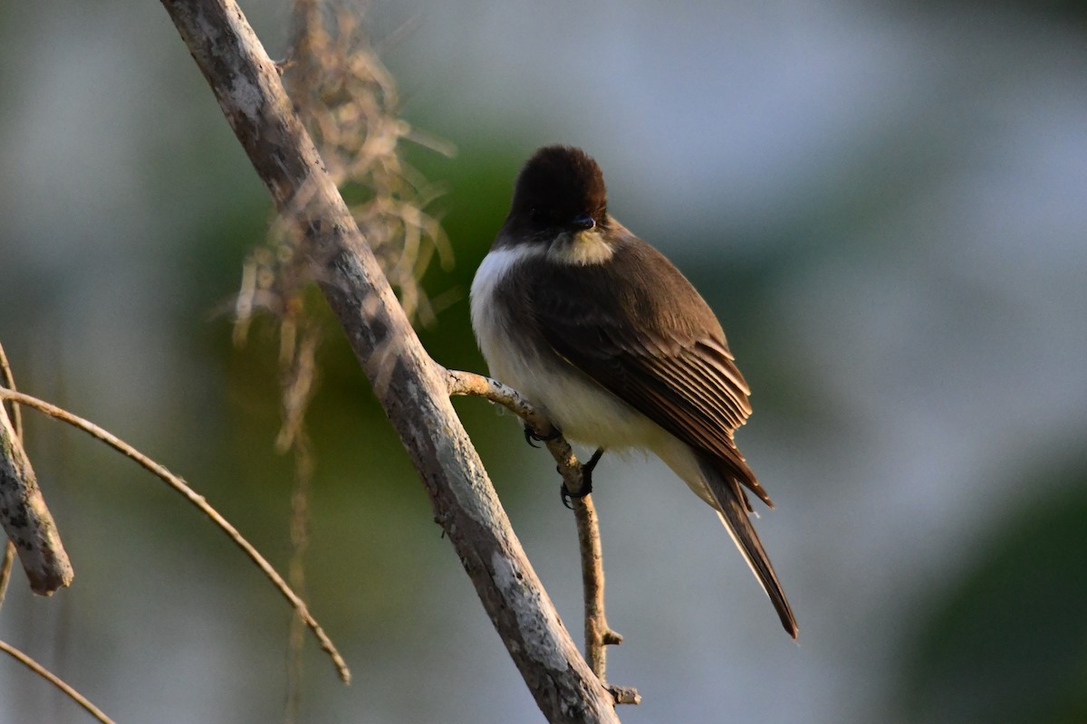 Eastern Phoebe - ML647860685