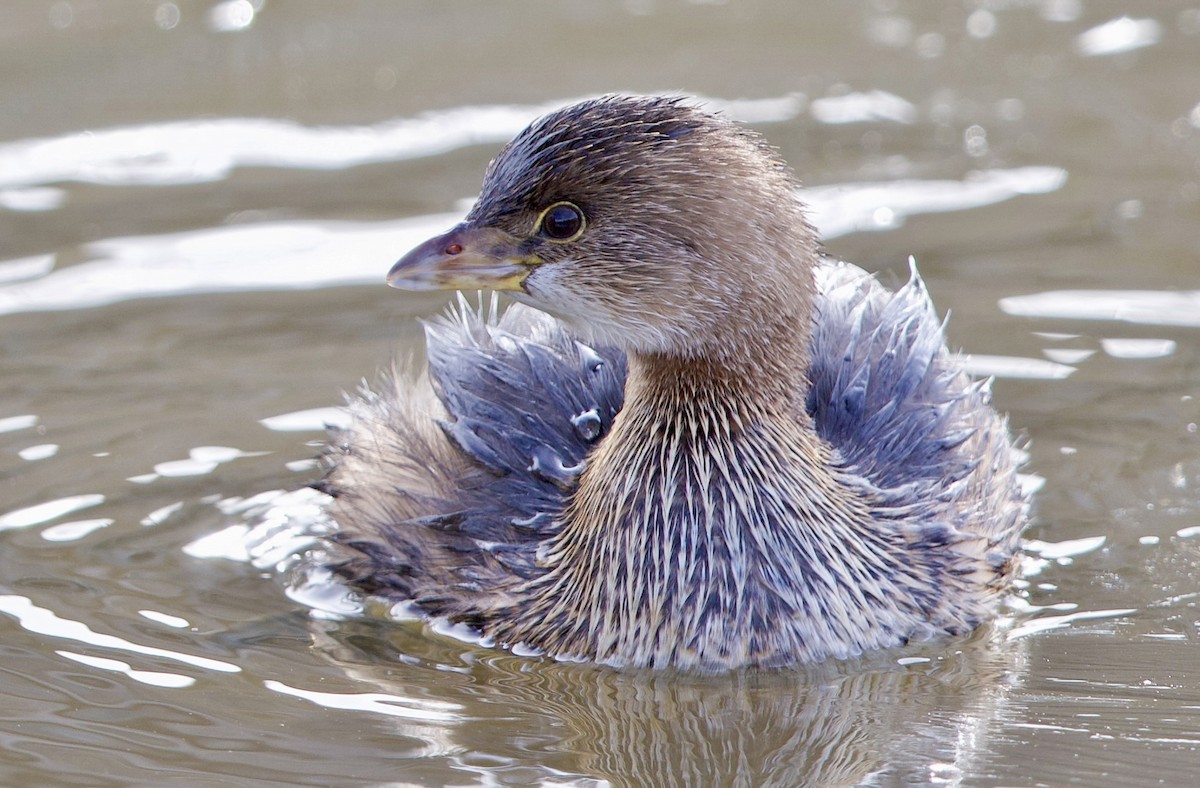 Pied-billed Grebe - ML647860686