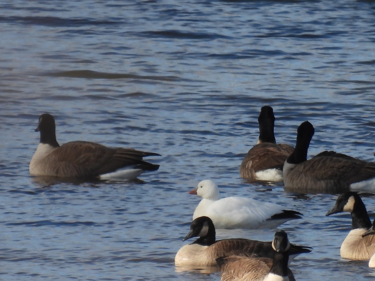 Ross's Goose - ML647860687