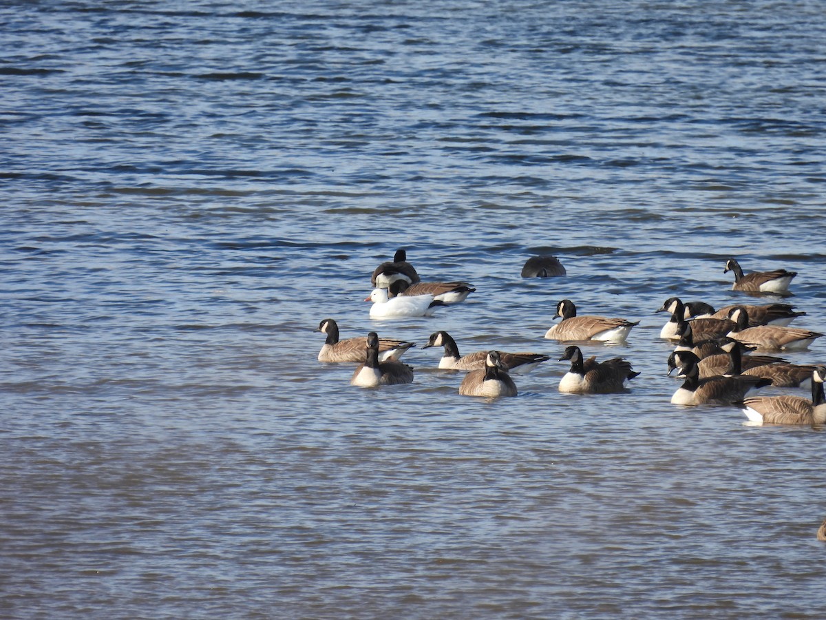 Ross's Goose - ML647860688