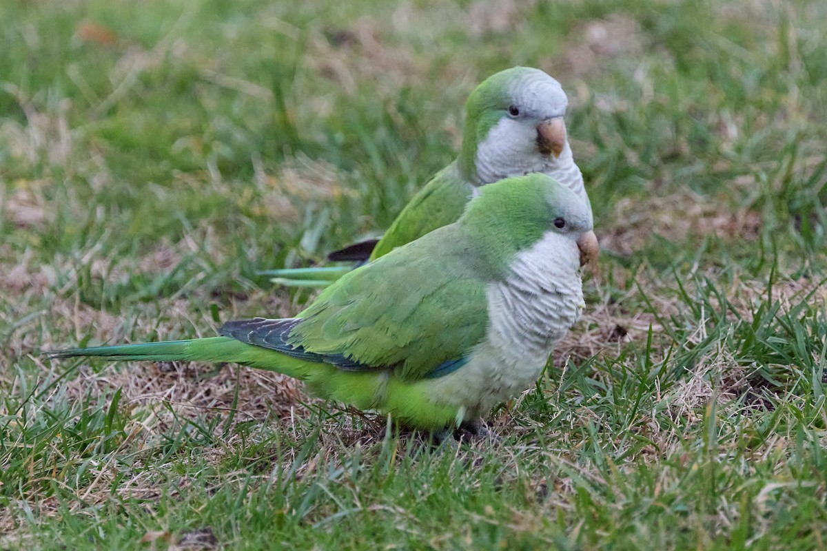 Monk Parakeet - ML647860690