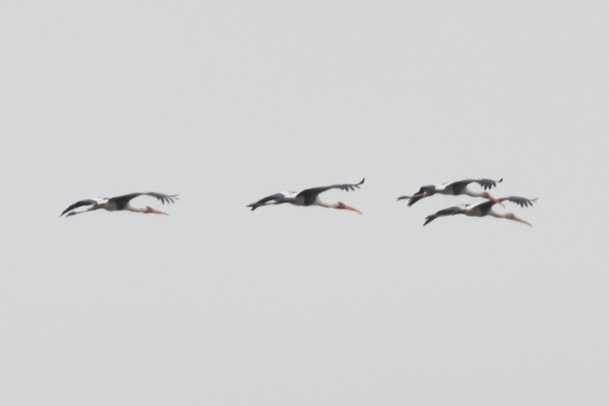 Painted Stork - ML647860691