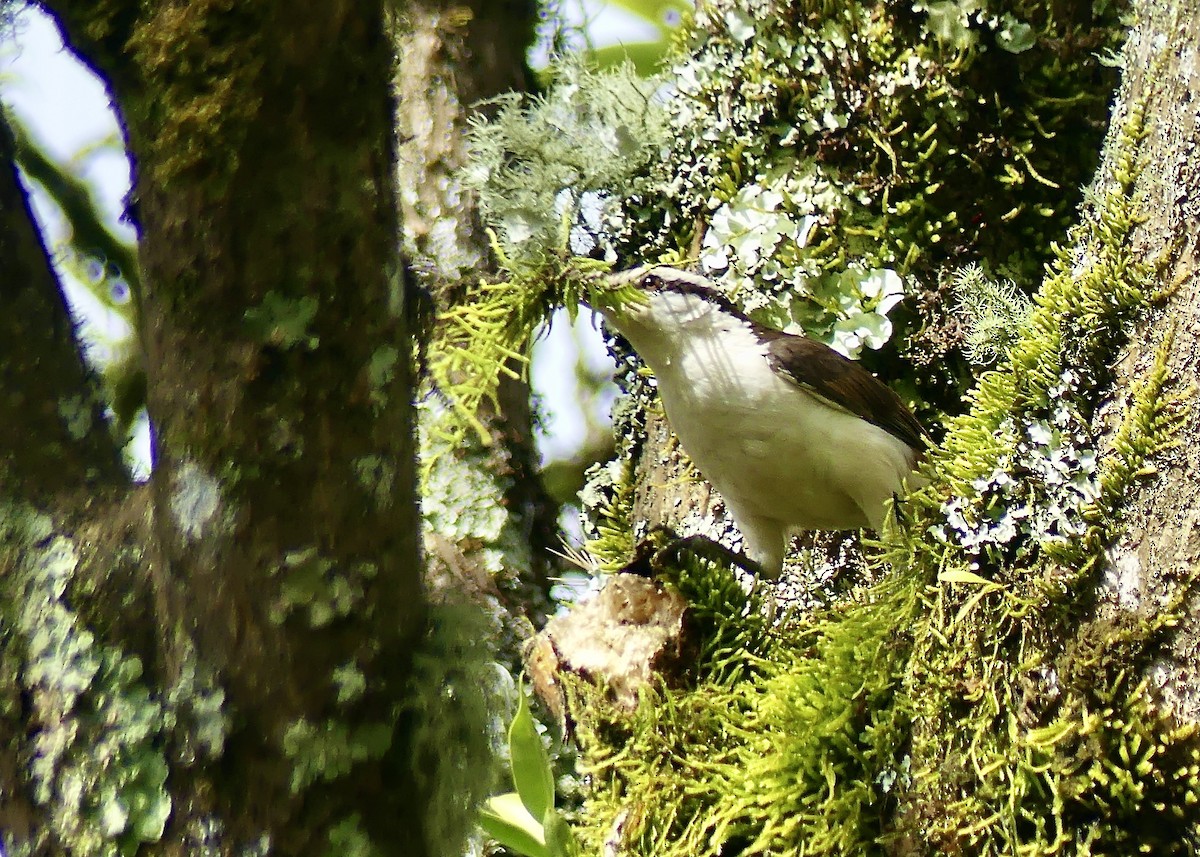 Bicolored Wren - ML647860693