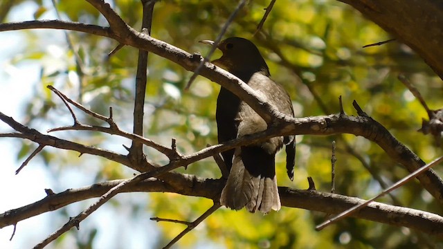 Дрізд рудочеревий - ML647860696