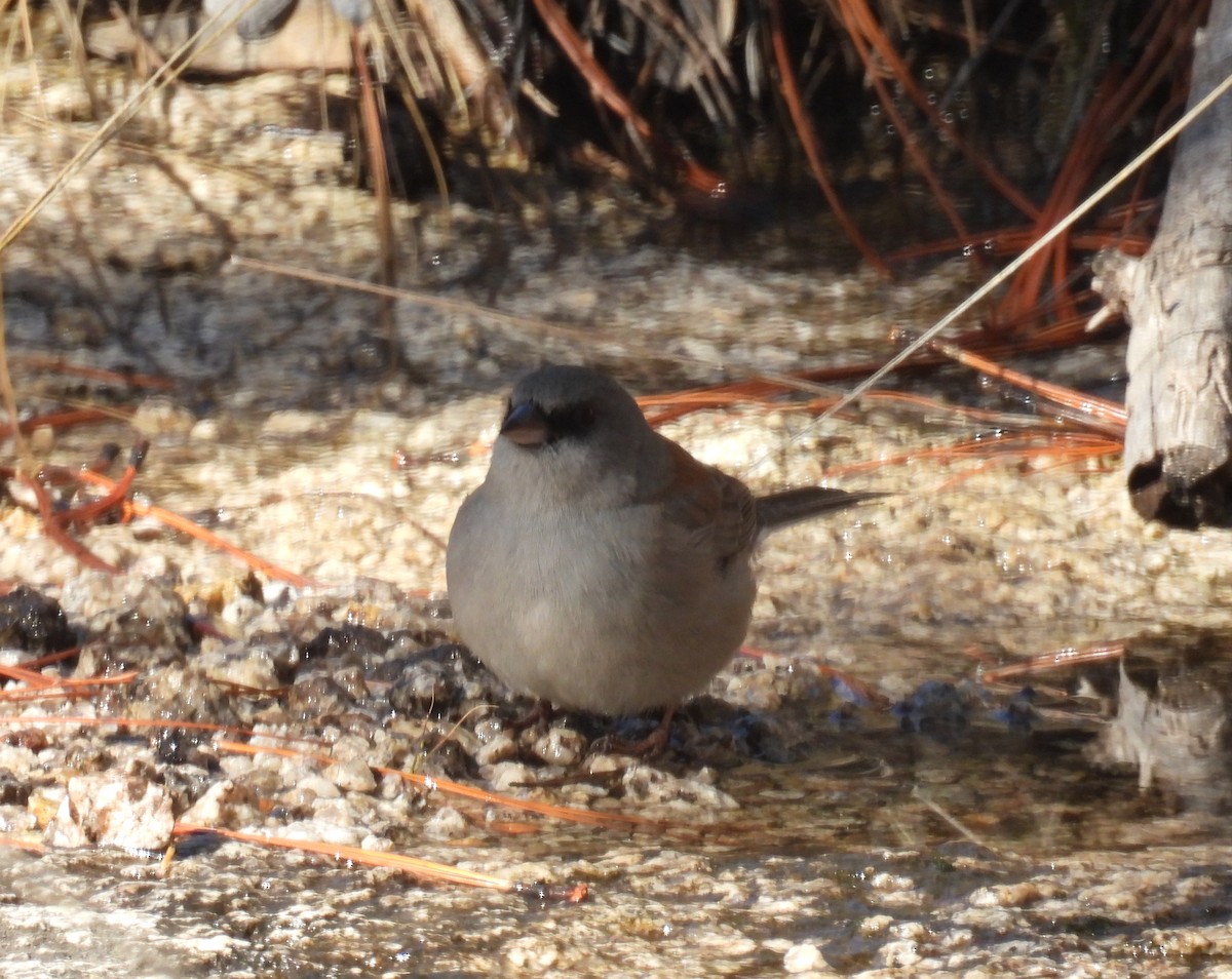 Dark-eyed Junco (Red-backed) - ML647860697