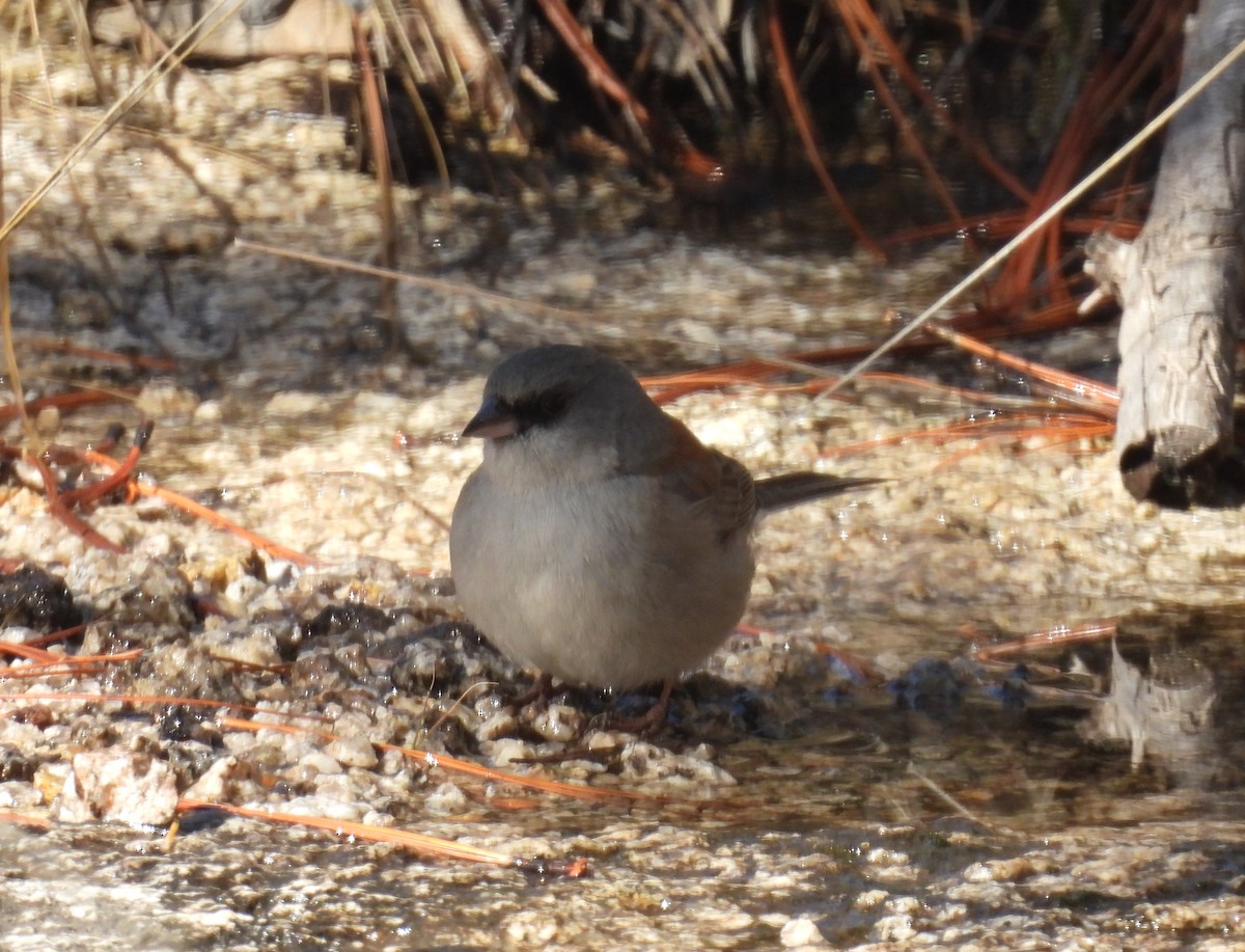 Dark-eyed Junco (Red-backed) - ML647860698