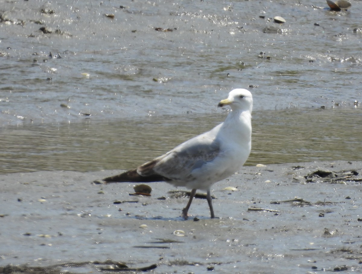Ring-billed Gull - ML647860699