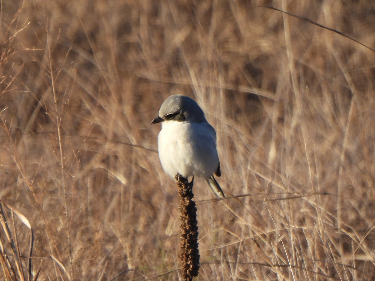 Loggerhead Shrike - ML647860700