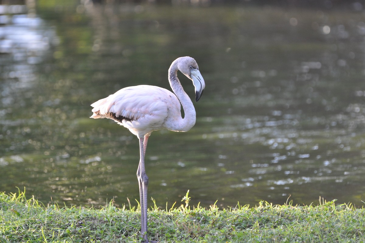 American Flamingo - ML647860705