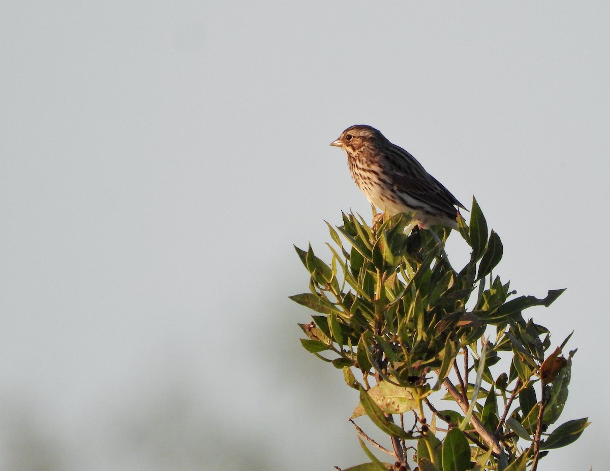 Savannah Sparrow - ML647860706