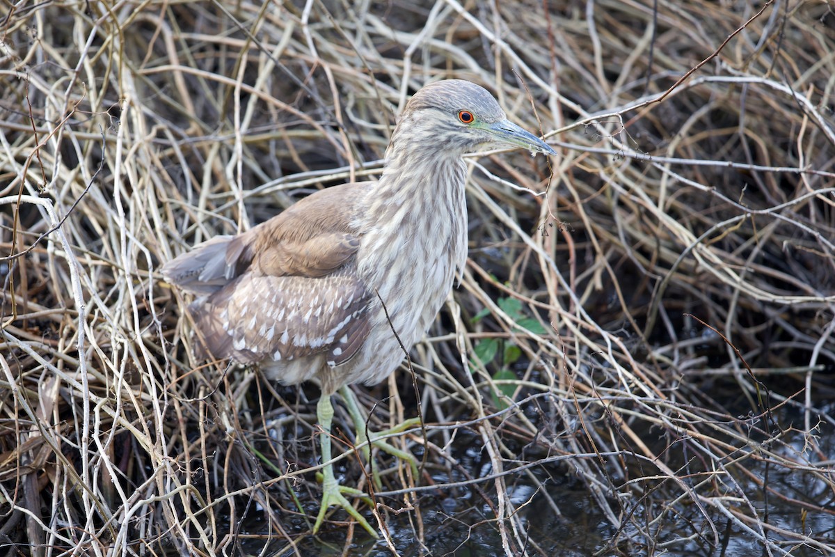 Nitticora - ML647860707