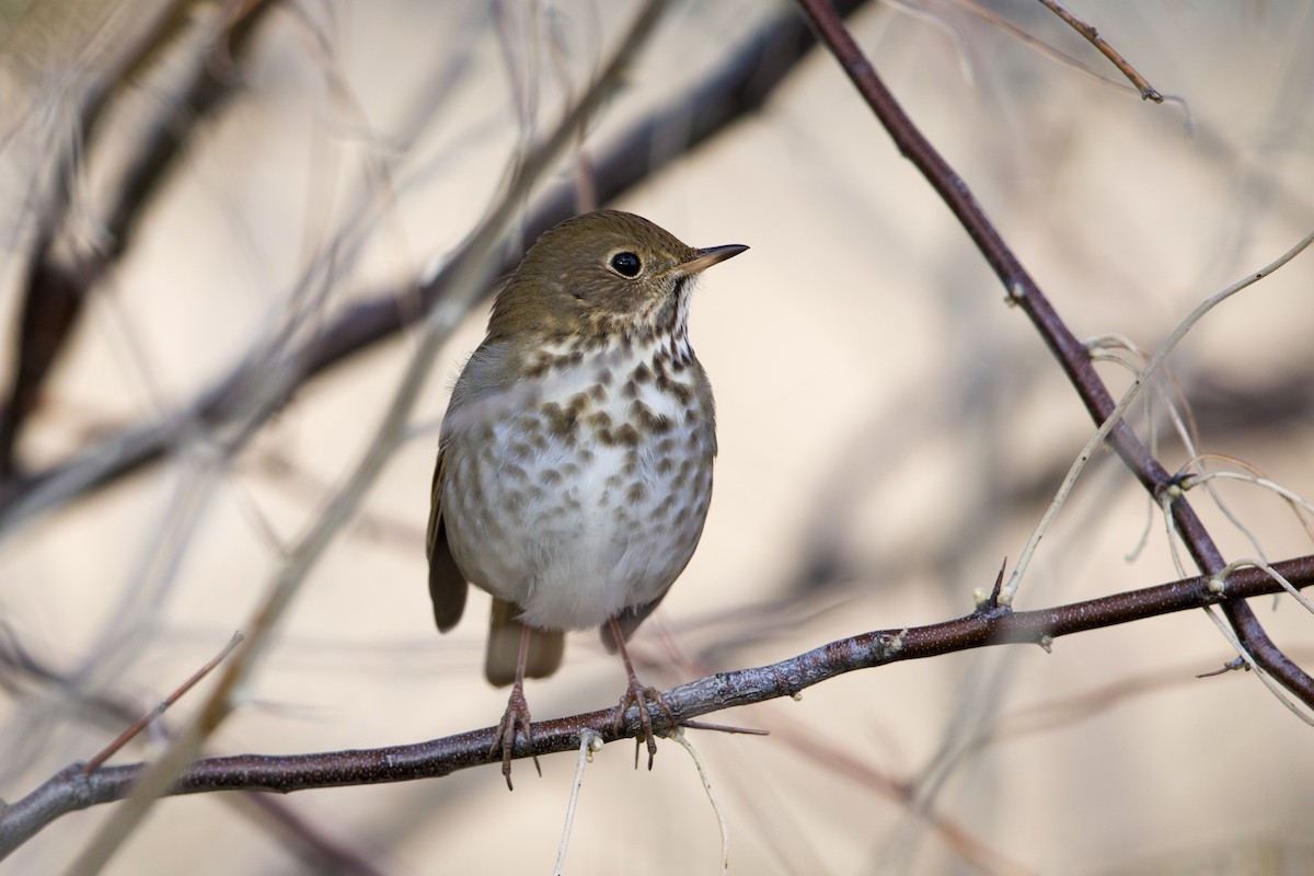 Tordo di Pallas - ML647860724