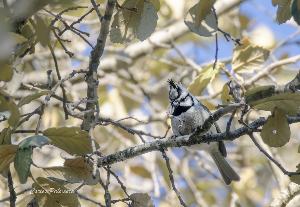 Bridled Titmouse - ML647860725