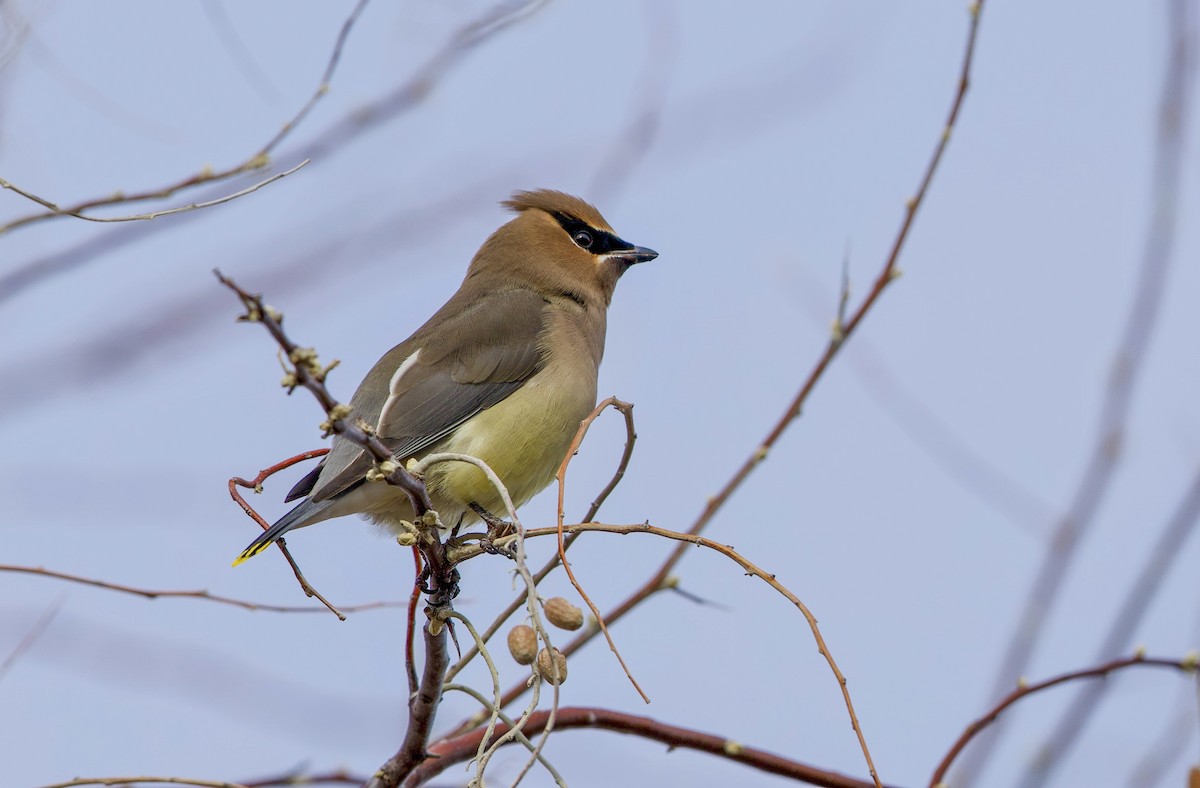 Cedar Waxwing - ML647860737