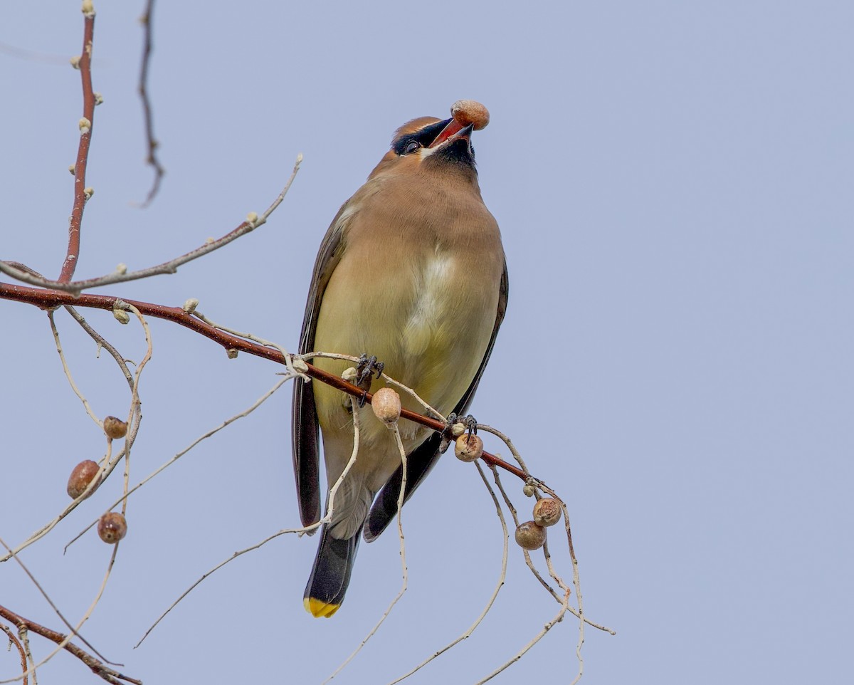 Cedar Waxwing - ML647860738