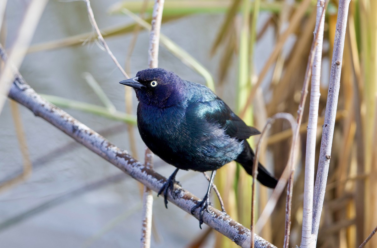 Brewer's Blackbird - ML647860753