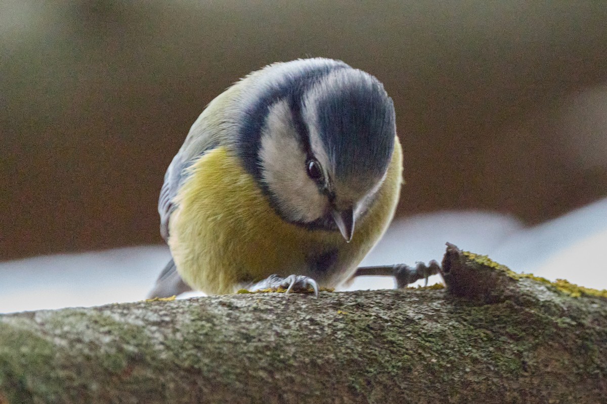 Eurasian Blue Tit - ML647860762