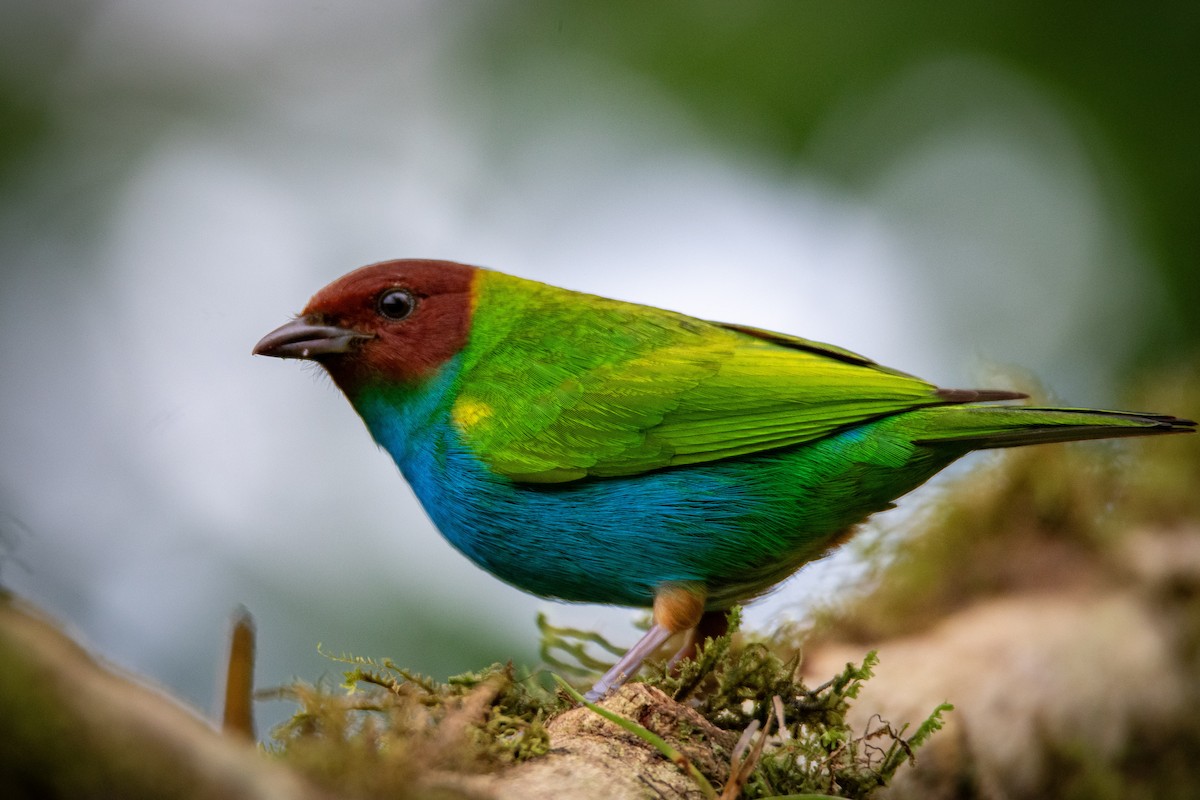 Calliste rouverdin - ML647860766