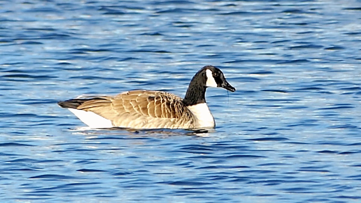 Казарка канадська - ML647860791