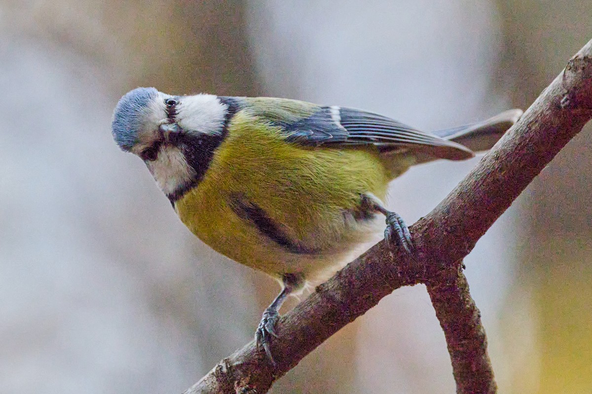 Eurasian Blue Tit - ML647860792