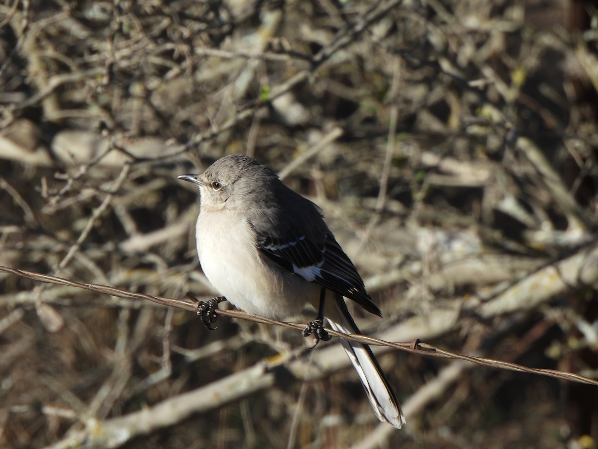 Northern Mockingbird - ML647860804