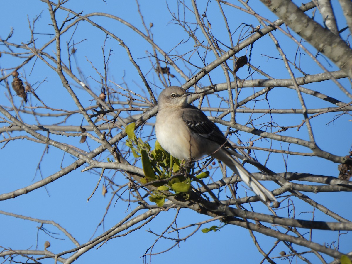 Northern Mockingbird - ML647860805