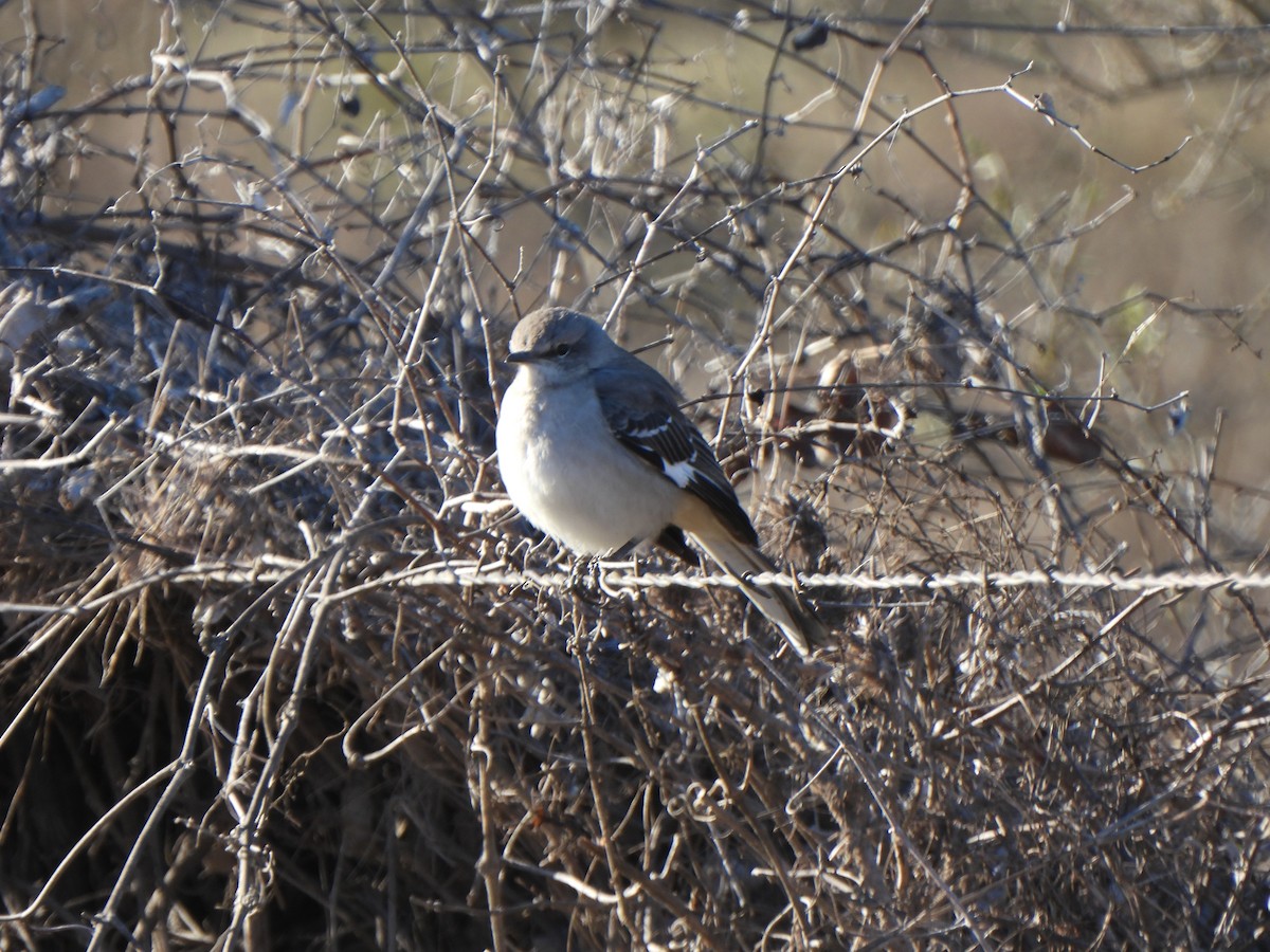 Northern Mockingbird - ML647860806