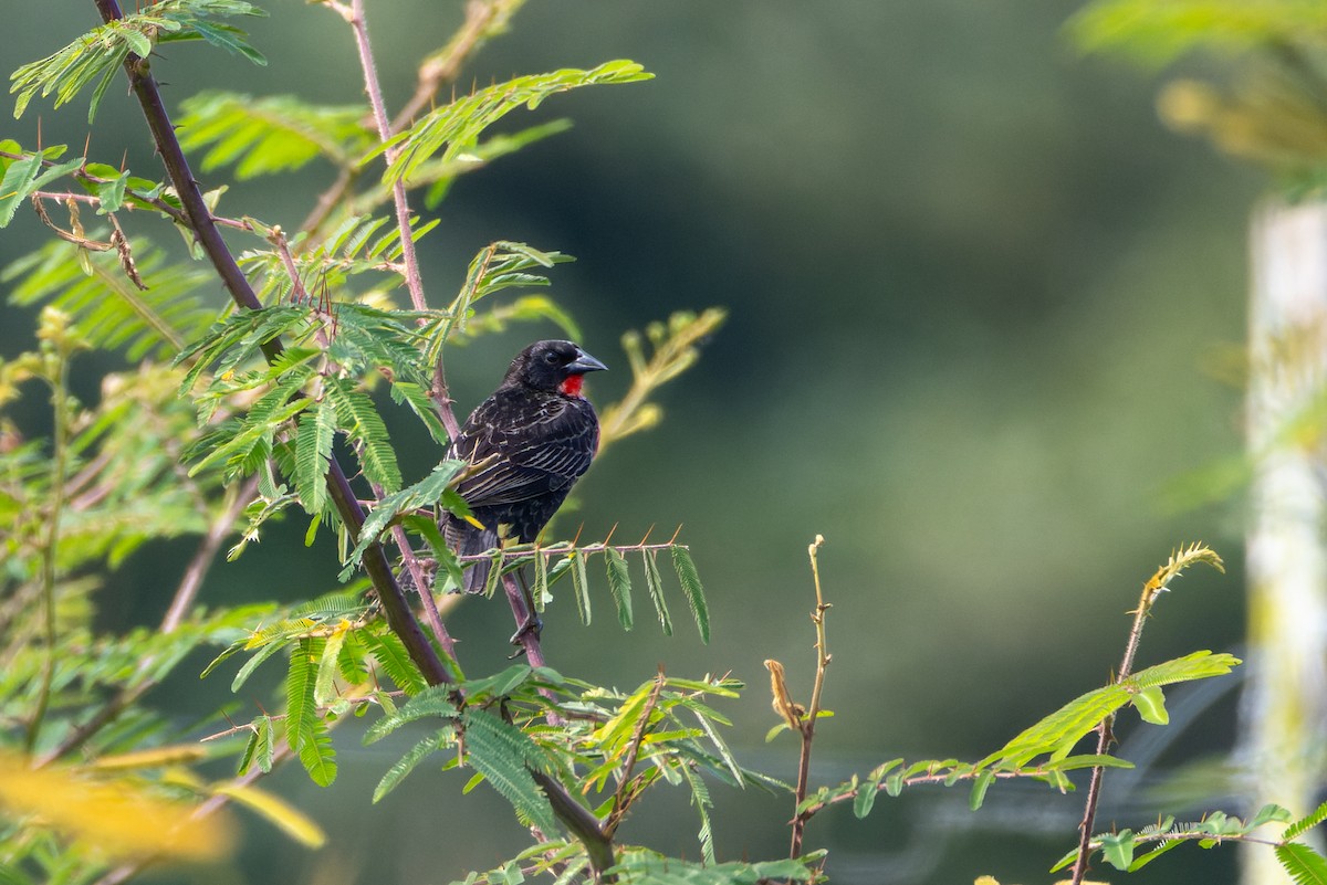 Red-breasted Meadowlark - ML647860807