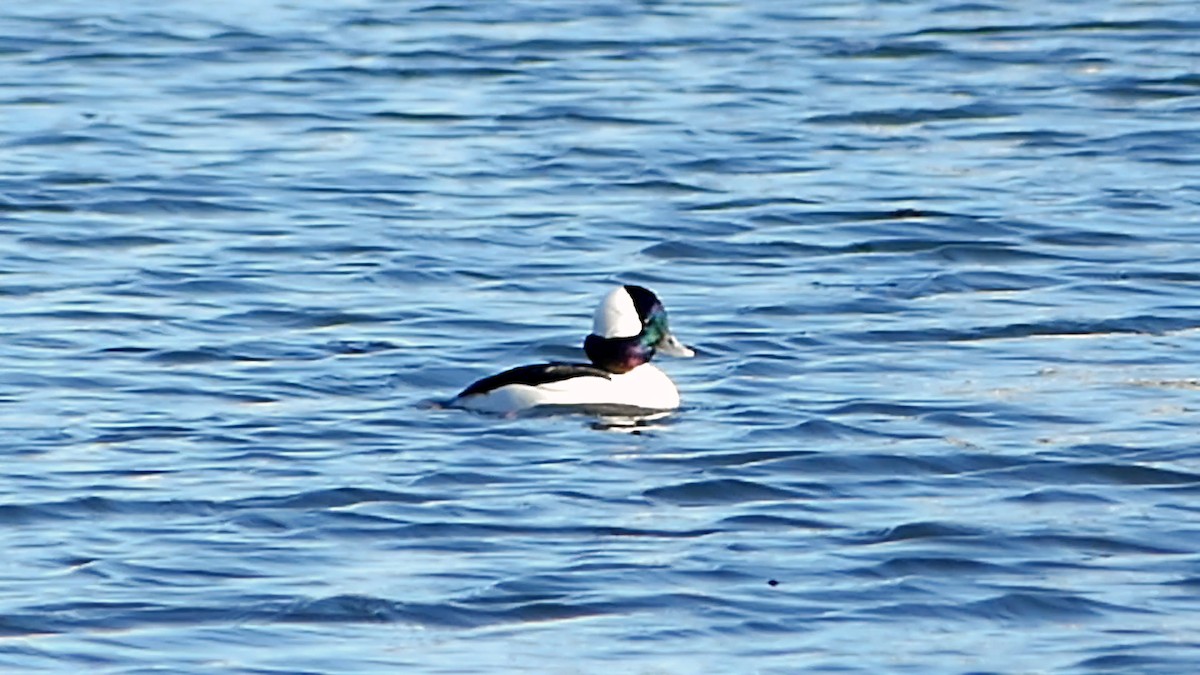 Bufflehead - ML647860823