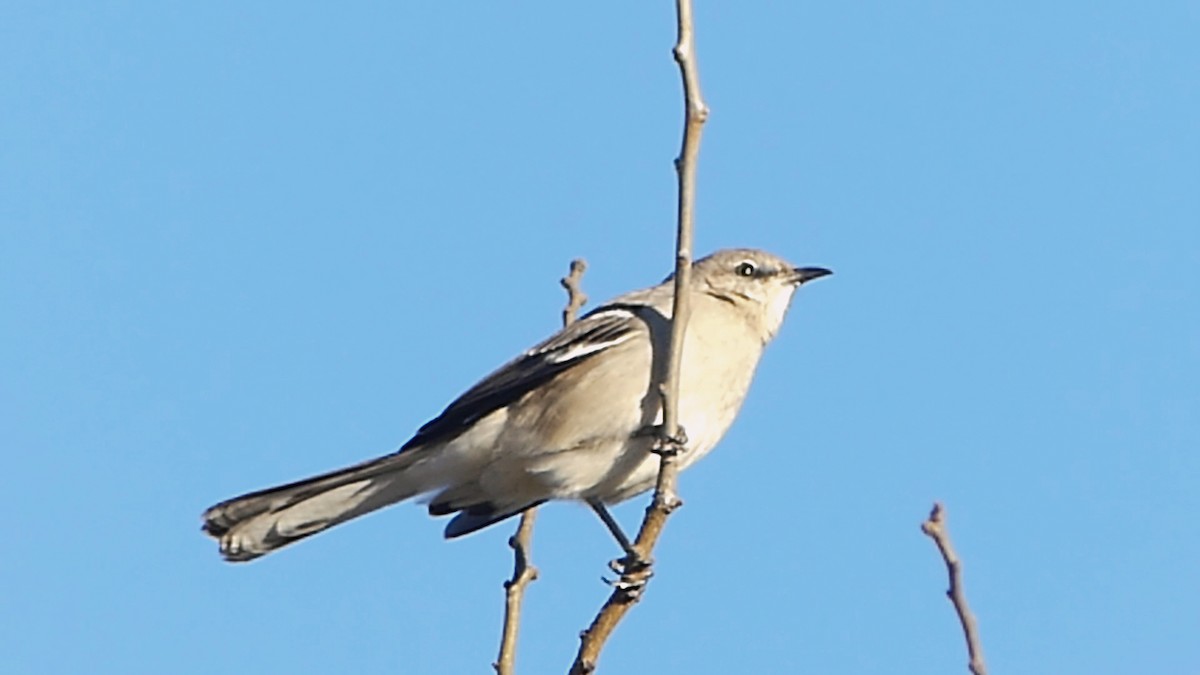 Northern Mockingbird - ML647860847