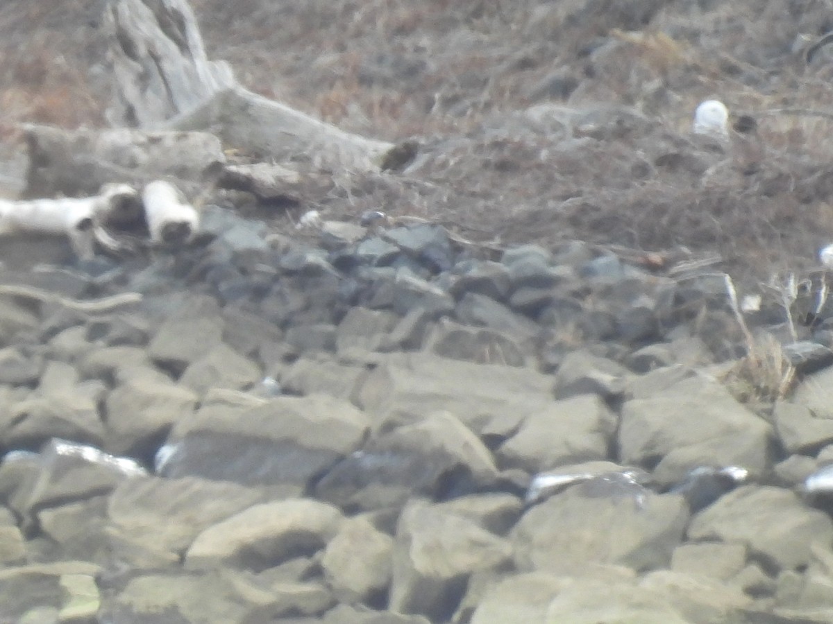 シロフクロウ - ML647860862