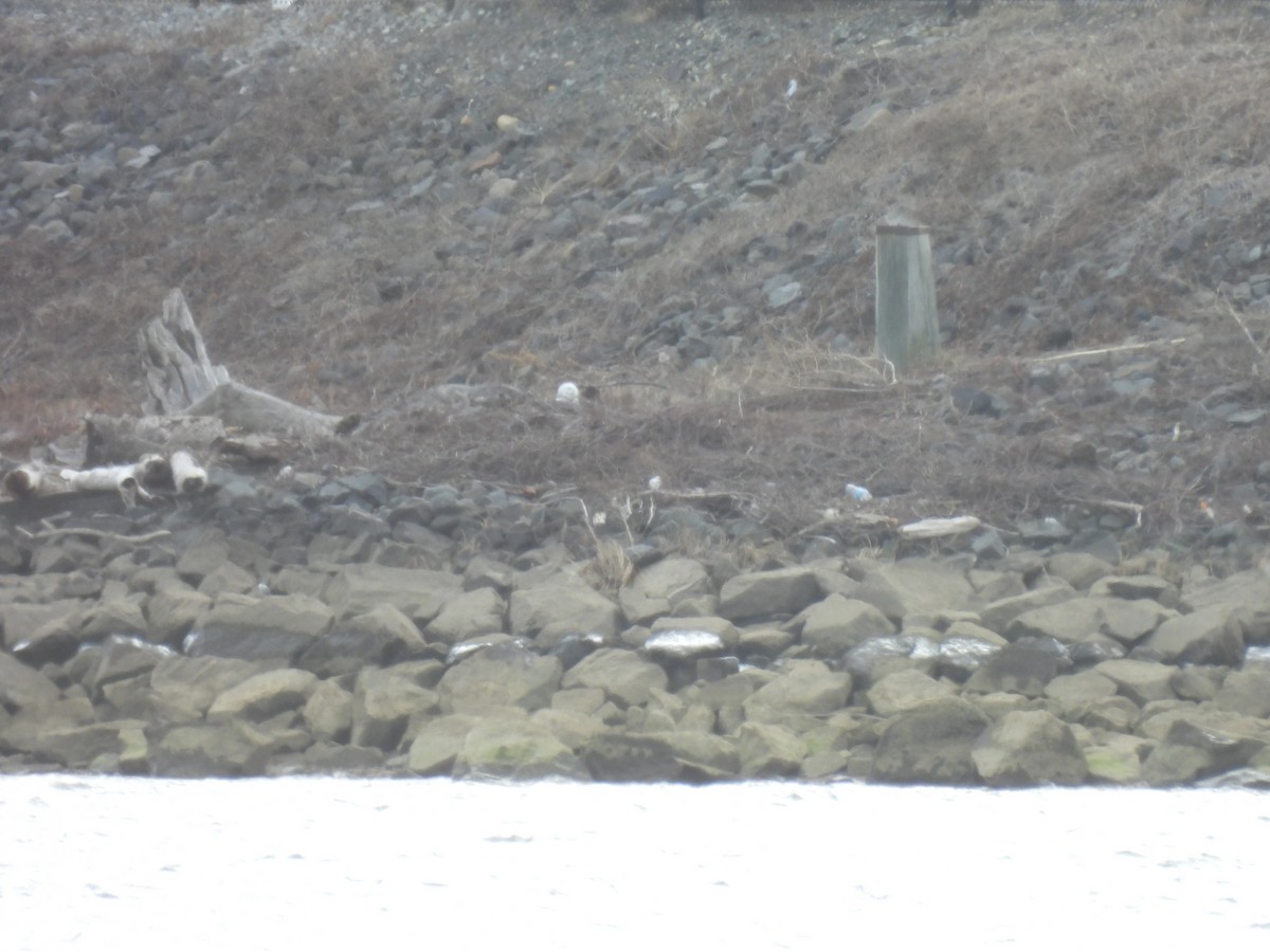 シロフクロウ - ML647860863