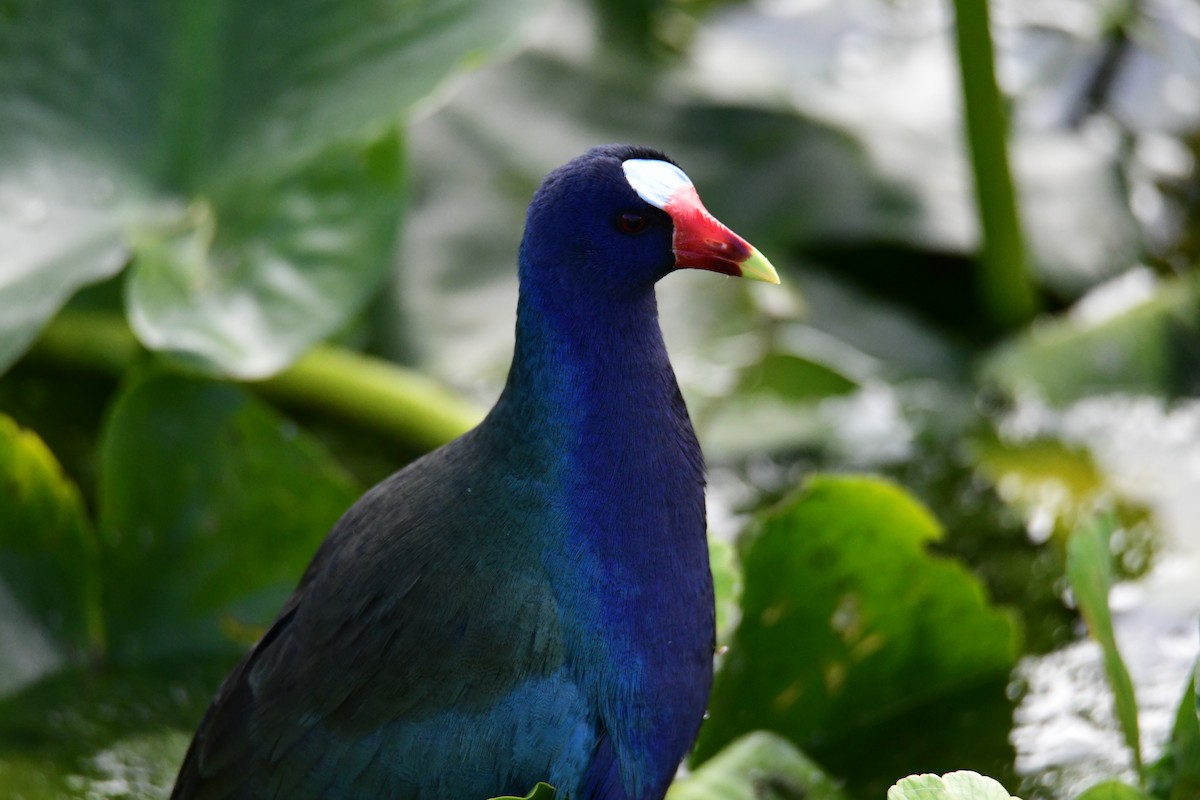 Uroilo urdin amerikarra - ML647860869