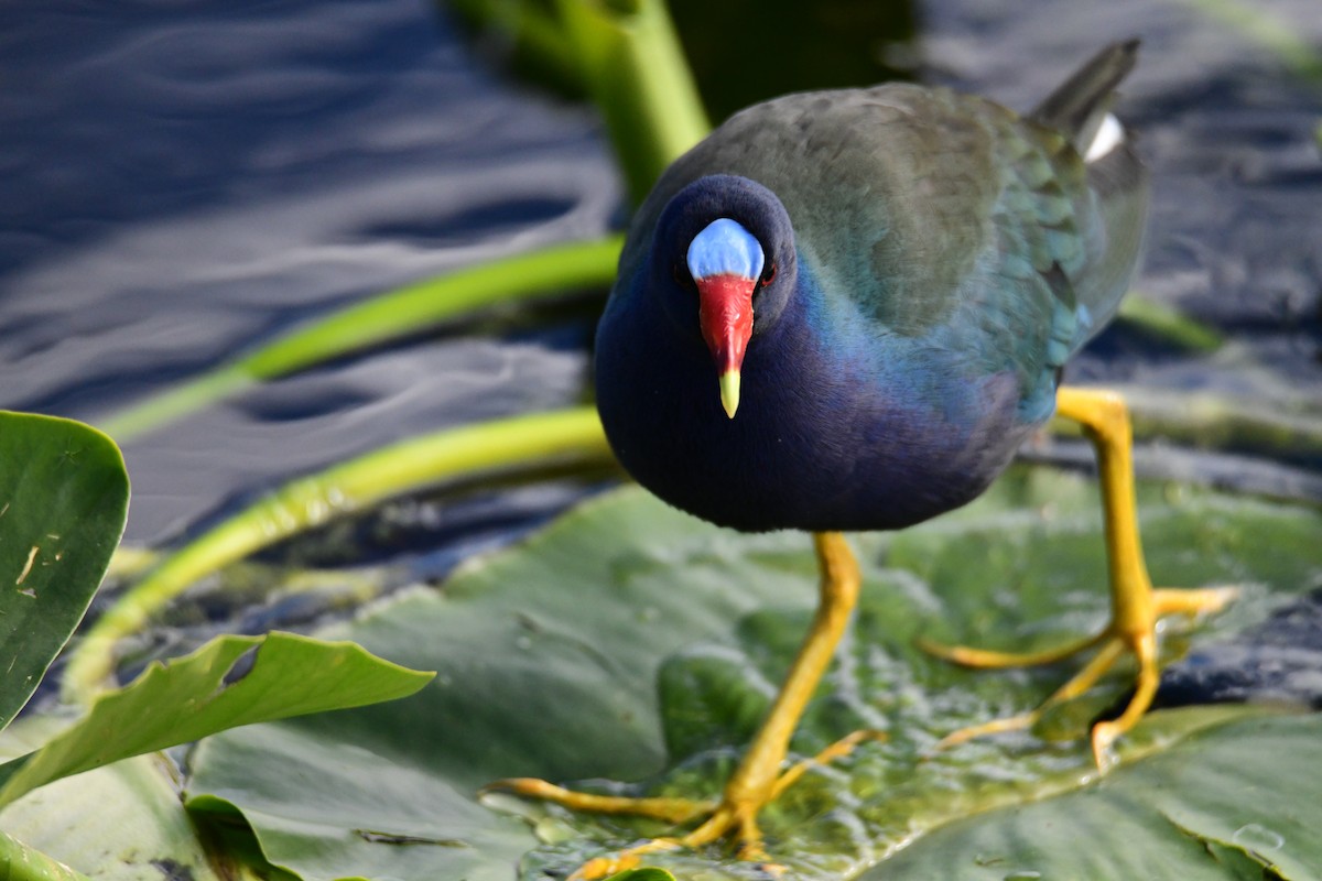 Uroilo urdin amerikarra - ML647860870