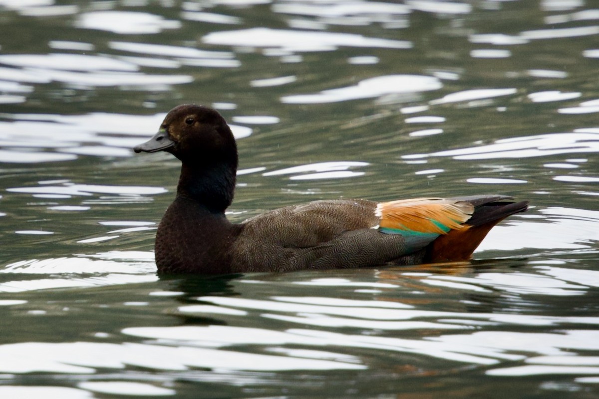 Огар новозеландський - ML647860913