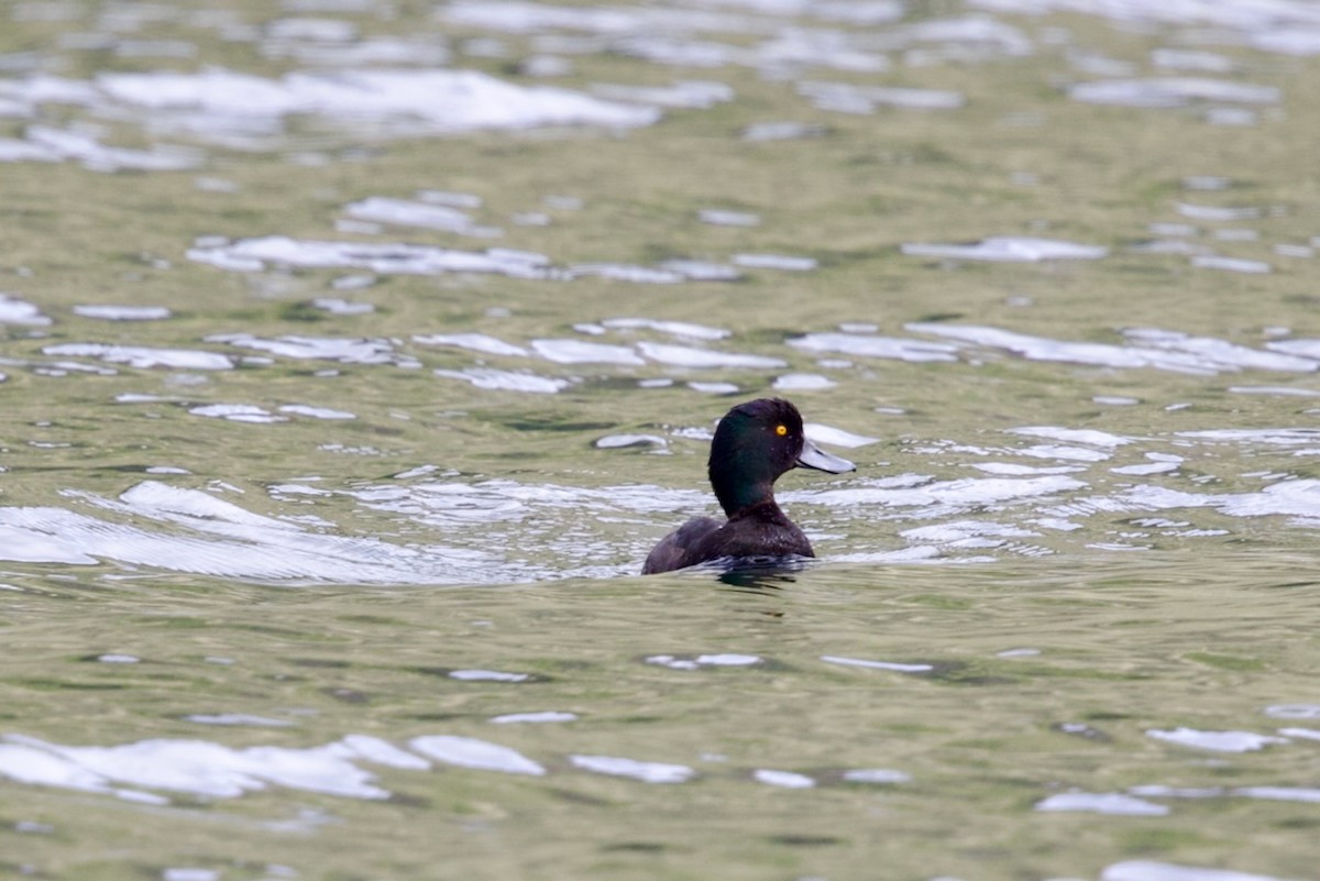 Чернь новозеландська - ML647860919