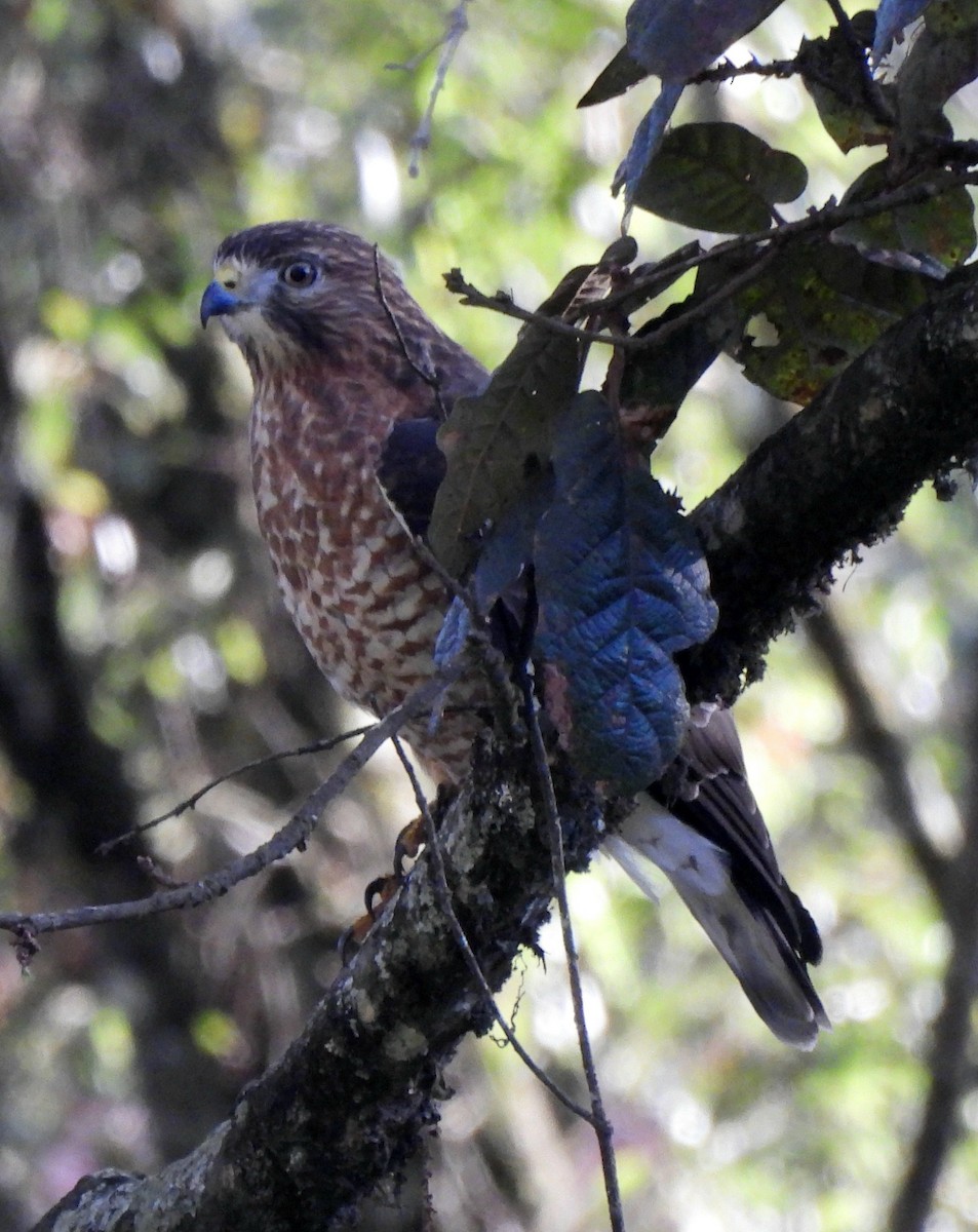 Broad-winged Hawk - ML647860921