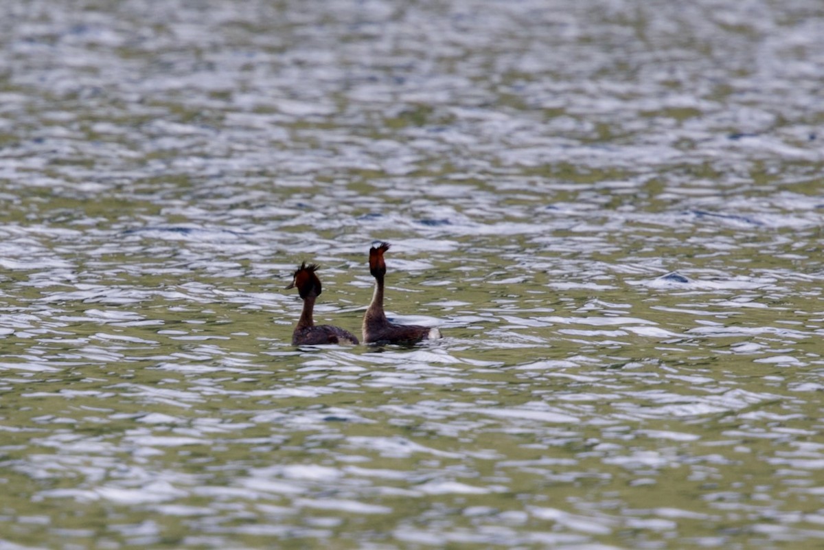 Пірникоза велика - ML647860935