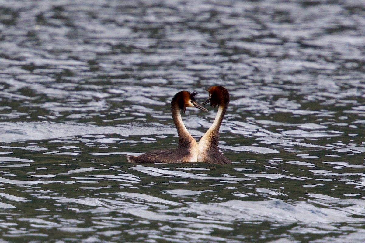 Пірникоза велика - ML647860936