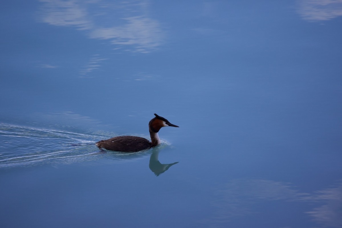 Пірникоза велика - ML647860937