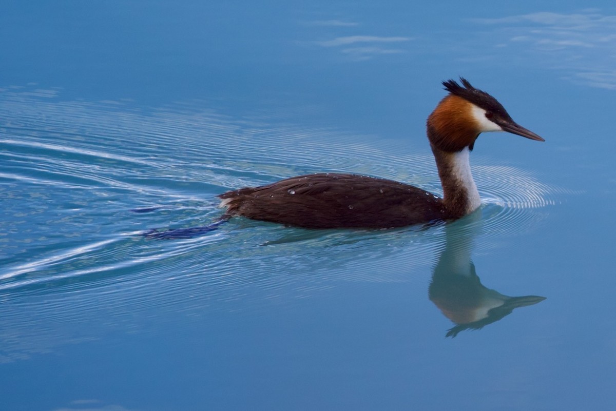 Пірникоза велика - ML647860938