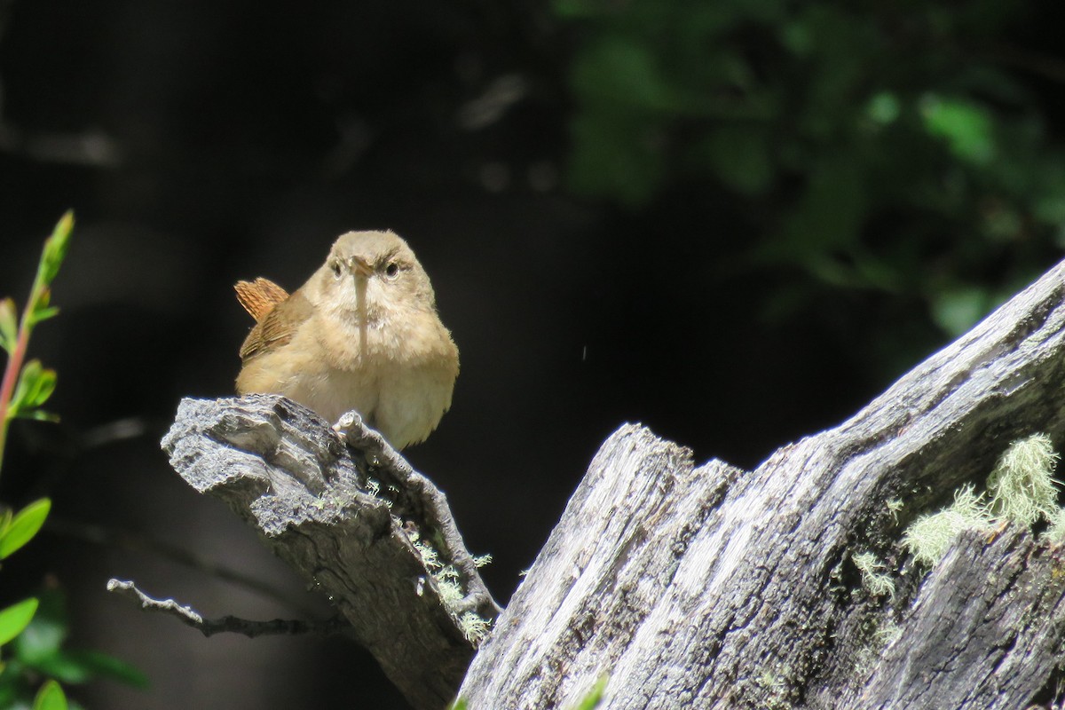 Southern House Wren - ML647860951