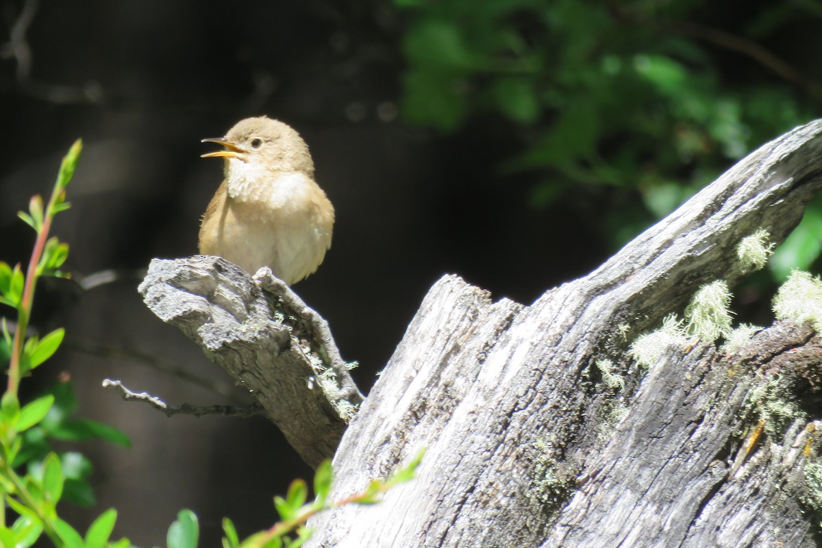Southern House Wren - ML647860952