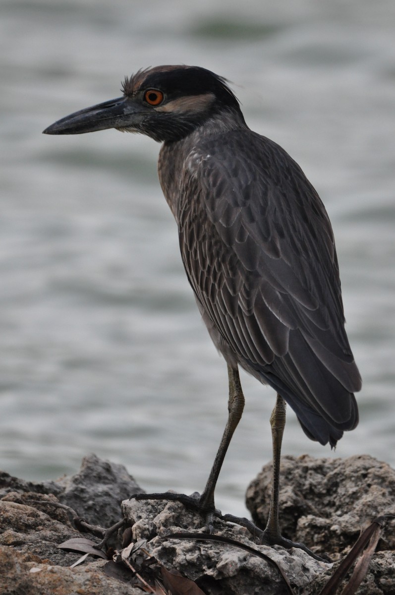 Sarı Tepeli Gece Balıkçılı - ML647860964